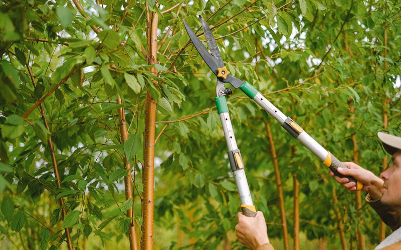 Tree trimming in Meherrin, VA